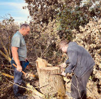 Tăieri ilicite de arbori, depistate în comuna Hîrtopul Mare