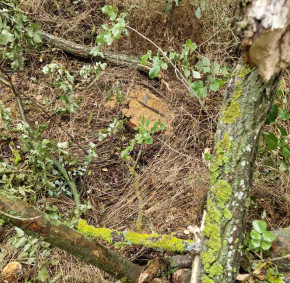 IMG-0baaf7edb726e7c6b5379029a2e1ff5f-V