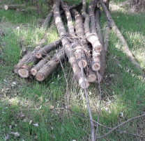 Raziile Inspectorilor de Mediu din Dondușeni dezvăluie consecințele tăierii ilegale a arborilor în zonele protejate