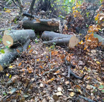 Acțiune Fermă a Inspectorilor de Mediu din Călărași împotriva Tăierilor Ilegale