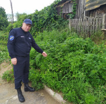 Inspectorii de mediu din Ștefan Vodă monitorizează măsurile de combatere a ambroziei și prevenirea incendiilor de vegetație