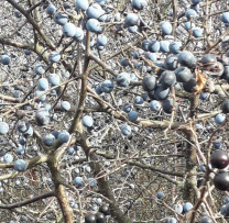 Inspectorii de mediu din Dondușeni luptă împotriva tăierilor ilegale de vegetație forestieră și recoltării neautorizate a masei lemnoase