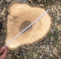 Inspectorii de mediu din Soroca luptă pentru protejarea spațiilor verzi și a arborilor locali