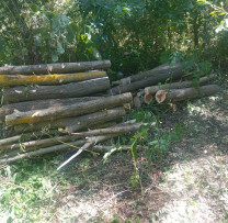 TĂIEREA NEAUTORIZATĂ A ARBORILOR ÎN RAIONUL SOROCA