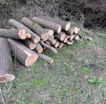 Tăiere ilegală de arbori descoperită de inspectorii de mediu din Sîngerei, în apropiere de Pepeni