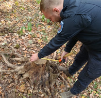 Arbori și arbuști tăiați ilegal în fondul forestier din Nisporeni