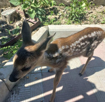 Un Pui de Căprior Abandonat Salvat de Inspectorii de Mediu din Hîncești