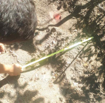TĂIEREA  ILEGALĂ  ȘI  VĂTĂMAREA  ARBORILOR  ÎN  RAIONUL  DONDUȘENI
