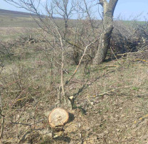 Defrișări ilegale depistate la Drochia: prejudiciu de peste 60 mii lei