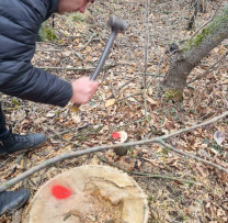 TĂIERI ILEGALE ÎN FÂȘIILE DE PROTECȚIE