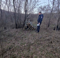 Inspectorii de Mediu din Rîșcani Descoperă Trei Cazuri de Tăieri Ilicite de Arbori
