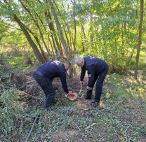 34 de arbori de salcâm, tăiați ilegal în extravilanul localității Curături