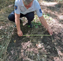 Tăieri ilegale de copaci în pădurea Telenești. Contravenient sancționat de inspectorii de mediu