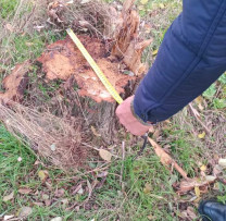 Inspectorii de mediu din Dondușeni au depistat cazuri de tăieri ilegale în mai multe localități ale raionului