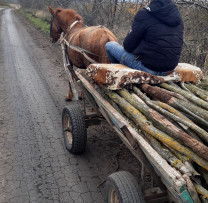 Raziile de mediu din Șoldănești scot la iveală un caz de transport ilegal de material lemnos
