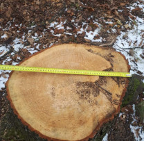 Razie Ecologică în Dondușeni: Tăieri Ilegale de Arbori Descoperite, Prejudiciu Semnificativ Adus Mediului
