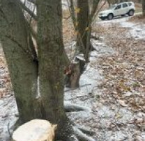 În ultimele 12 luni, inspectorii de mediu au întocmit peste 1300 de procese contravenționale pentru tăierea ilicită a arborilor din fâșiile verzi.