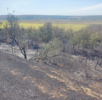 INCENDIU  DE VEGETAȚIE USCATĂ LA URSOAIA, CĂUȘENI