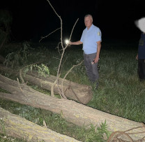 Tăiere ilegală de arbori depistată de inspectorii de mediu din Șoldănești în timpul unei razii nocturne