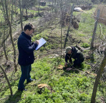 Scandalul Tăierii Ilegale a Arborilor în Strășeni: Un Dosar Contravențional Deschis de Inspectorii de Mediu
