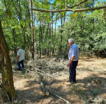 TĂIERI ILICITE ÎN R-NUL GLODENI