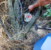 Raziile inspectorilor de mediu din Rîșcani dezvăluie tăieri ilicite într-o pădure administrată de autoritățile locale din Alexăndrești