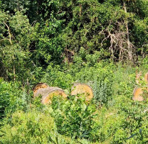 Încălcări de exploatare a fondului forestier în Ocolul Silvic Leova