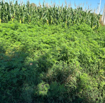 Ambrozia – planta aparent inofensivă, dar cu efecte neașteptate asupra sănătății