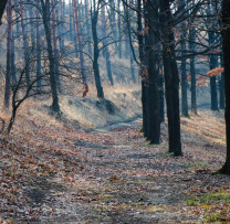 Ziua Internațională a Pădurilor: Celebrând Ecosistemele Noastre Vitale