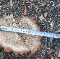 TĂIERI ILICITE DE ARBORI ÎN S. ȘAPTEBANI, RAIONUL RÎȘCANI