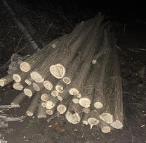 Inspectorii de Mediu din Sîngerei iau măsuri împotriva tăierilor ilegale de arbori în localitatea Rădoaia