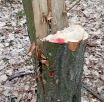 Tăieri Ilicite Descoperite în Rezervația Silvică "Boguș" din Cantonul nr. 6 al Ocolului Silvic Hîrjăuca
