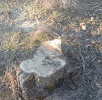 Tăiere ilegală de arbori în zona de protecție a câmpurilor