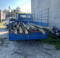 Tăierea ilegală a 19 arbori de salcâm descoperită la Crihana Veche