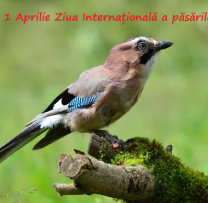1 Aprilie – Ziua Păsărilor: Un Omagiu Adus Frumuseții Naturii