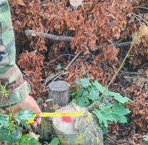 Inspectorii de mediu din Dondușeni au depistat cazuri de tăieri ilegale de arbori