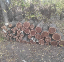 Defrișare ilegală în Pădurea-Parc "Calea Basarabiei"