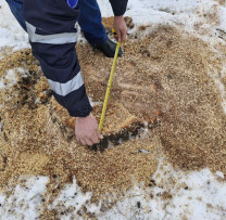 Razii în raionul Edineț: cazuri multiple de tăieri ilegale de arbori depistate