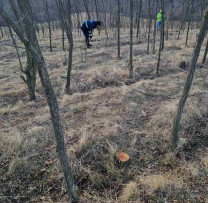 RAZIILE INSPECTORILOR DE MEDIU: LUPTA ÎMPOTRIVA TĂIERILOR ILEGALE  ÎN DONDUȘENI