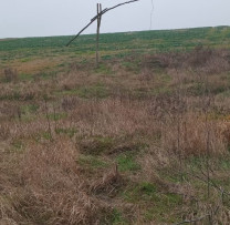 Tăieri ilegale descoperite în fondul forestier din Dondușeni