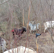 Razii ale inspectorilor de mediu din Ștefan Vodă: pășunatul ilegal al caprinelor în fondul forestier de stat