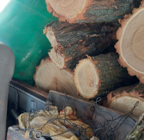 TĂIERI ILICITE DEPISTATE ÎN LOCALITATEA HĂDĂRĂUȚI, RAIONUL OCNIȚA