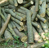 Acțiune de protecție a mediului în Călărași: Individ sancționat cu amendă de 5000 de lei pentru tăierea ilegală a 17 arbori salcâm
