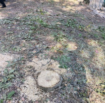 Tăierea ilegală a arborilor în municipiul Soroca