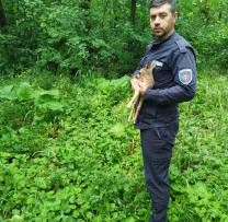 Pui de căprior salvat și reîntors în natură de inspectorii de mediu din Nisporeni
