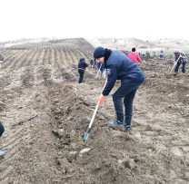 CREAREA PLANTAȚIEI FORESTIERE ÎN S. CÎRNĂȚENI, R-NUL CĂUȘENI