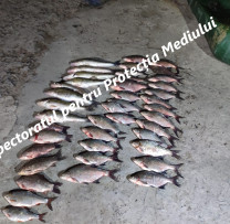 Braconaj piscicol depistat la Costești–Stînca: prejudiciu de 90 mii lei