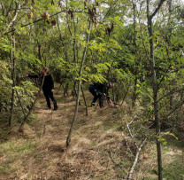 Tăieri ilegale de arbori și încălcări ale legislației de mediu, depistate de inspectorii din Cimișlia