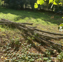 Tăiere ilegală de salcâmi descoperită de inspectorii de mediu din Cahul