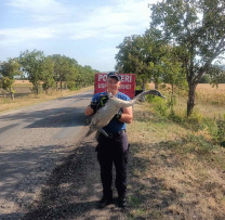 UN PUI DE LEBĂDĂ SALVAT ÎN SATUL PIATRA, RAIONUL ORHEI